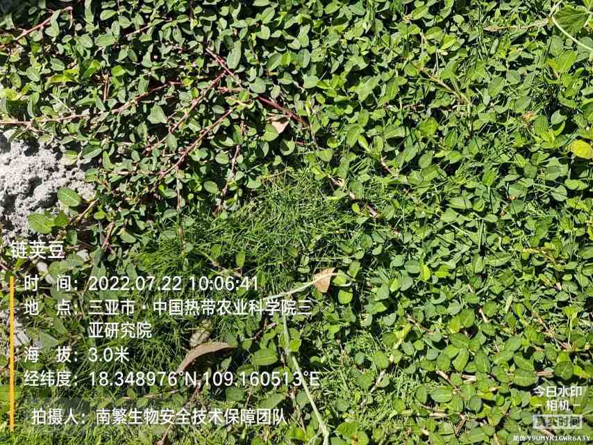 链荚豆