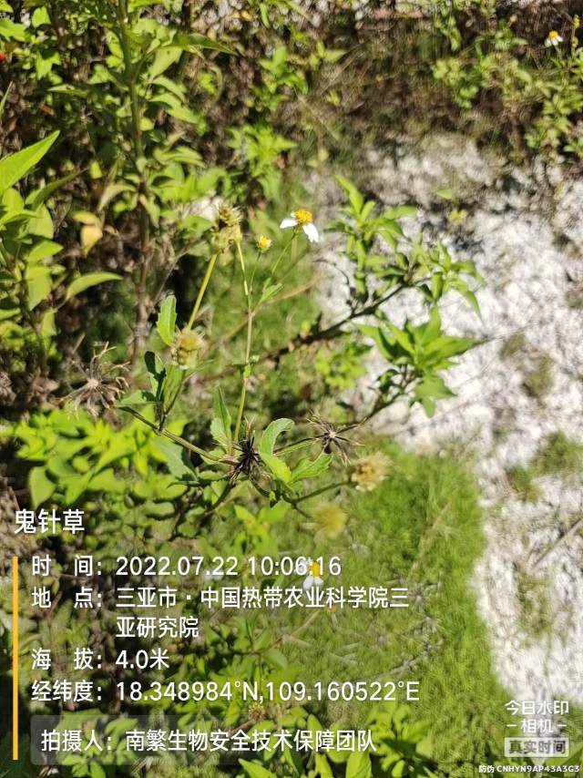 鬼针草