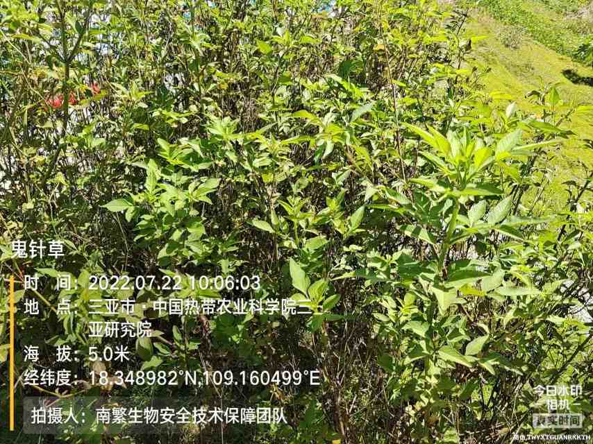 鬼针草