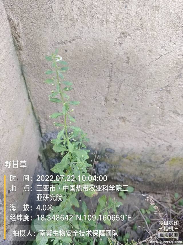 野甘草
