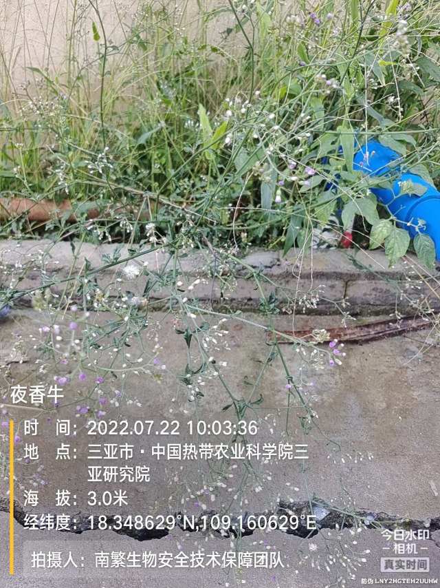 夜香牛
