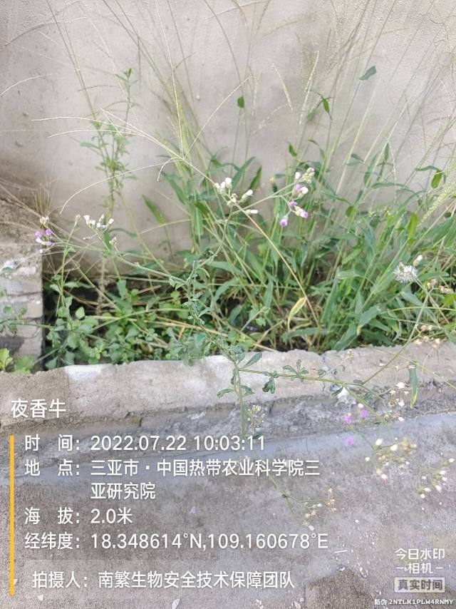 夜香牛