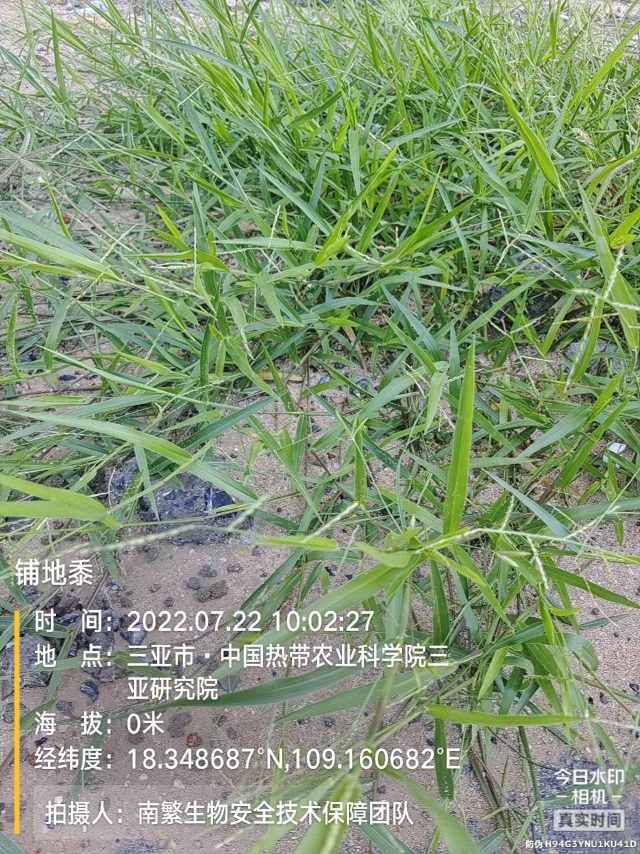 铺地黍