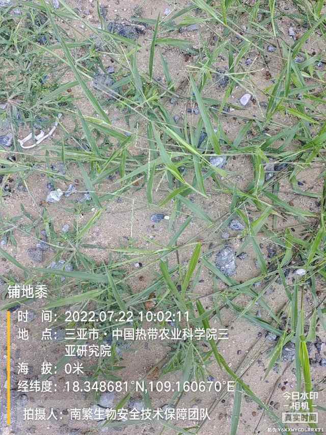 铺地黍