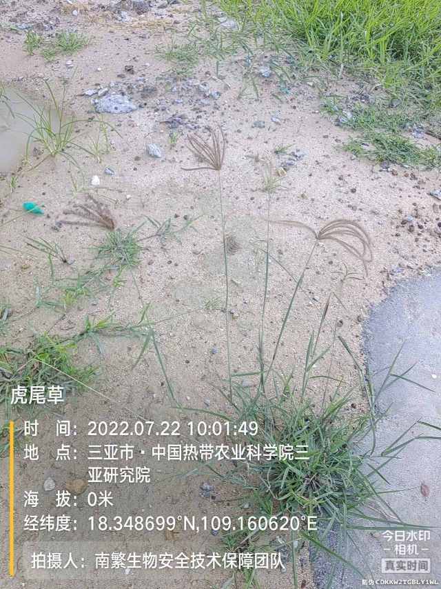 虎尾草