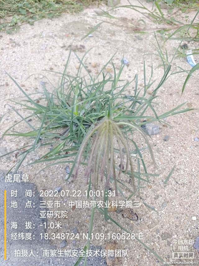 虎尾草