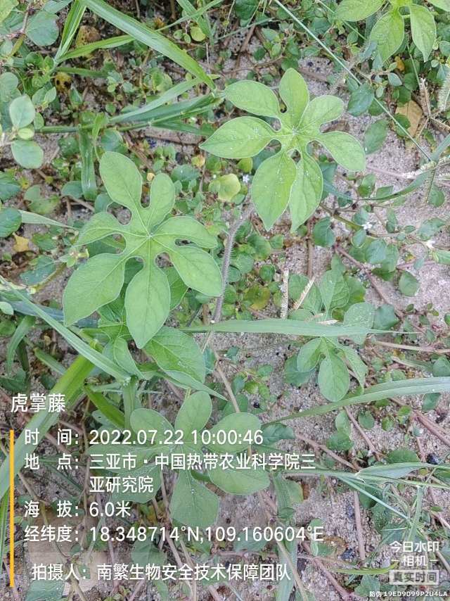 虎掌藤