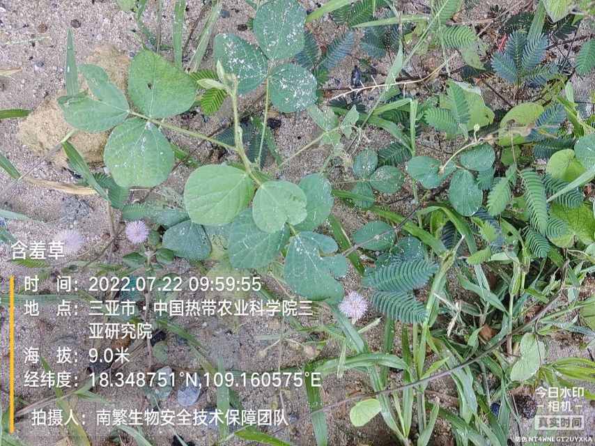 含羞草