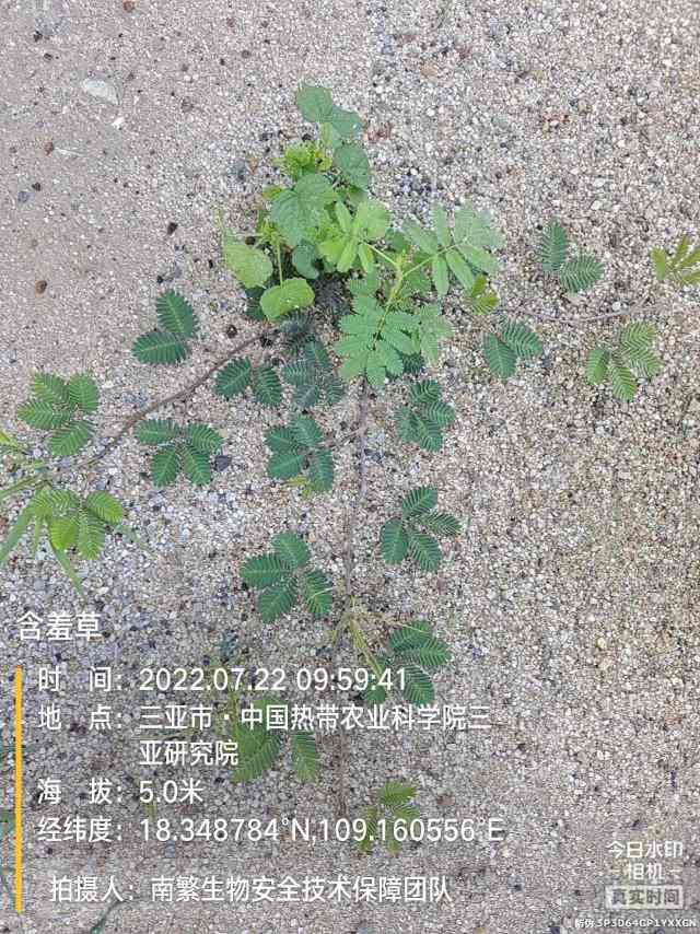 含羞草