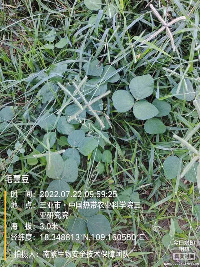毛蔓豆