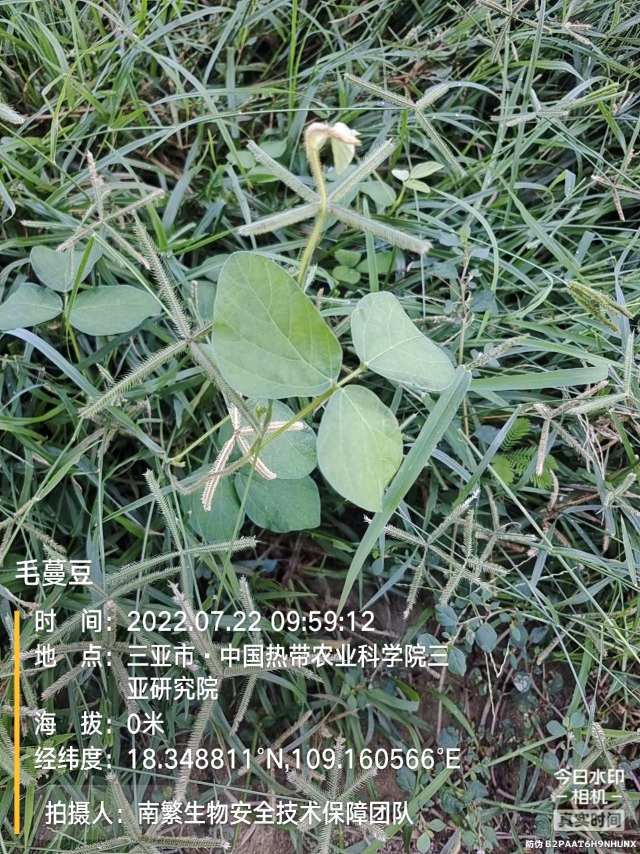 毛蔓豆