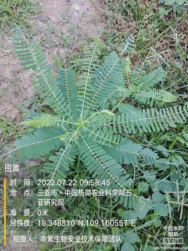 田菁