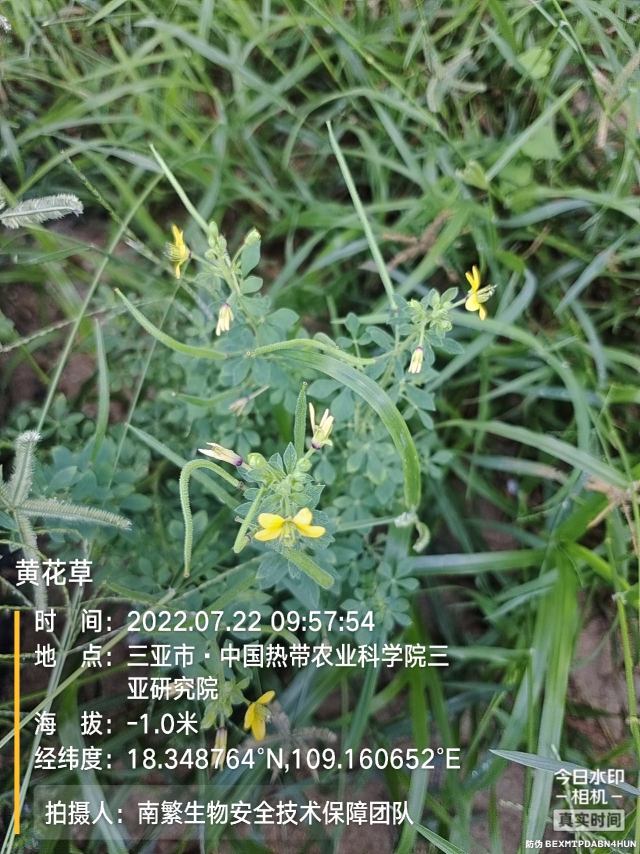 黄花草