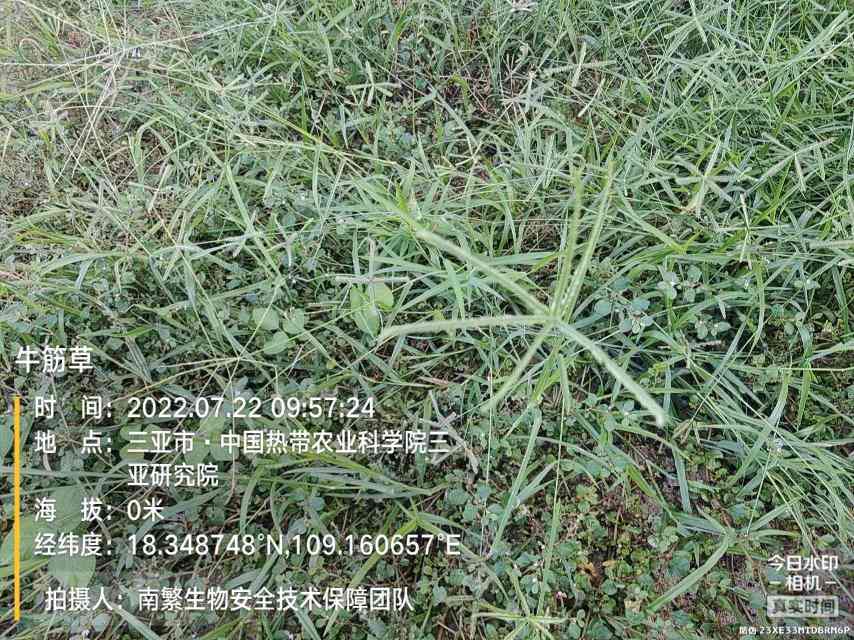 牛筋草
