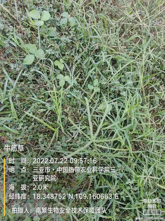 牛筋草