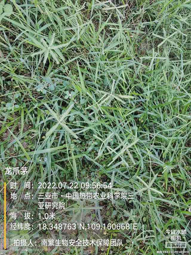 龙爪茅