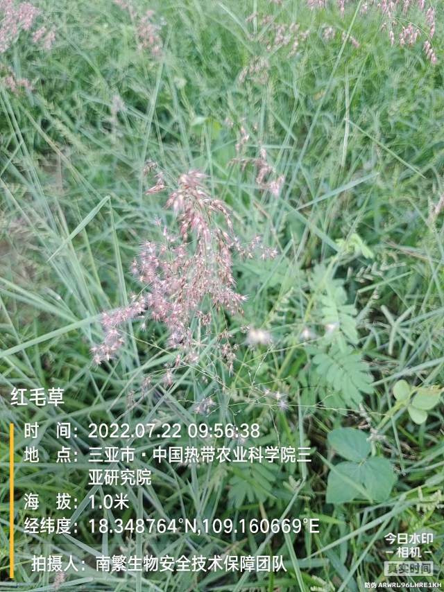 红毛草