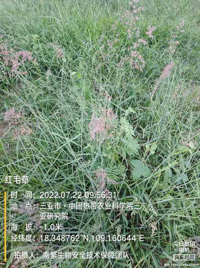 红毛草