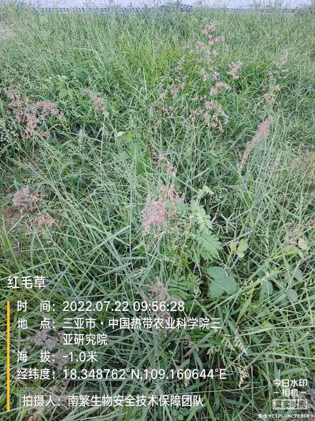 红毛草