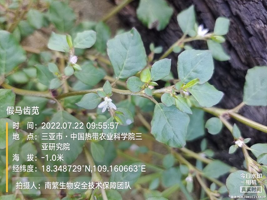假马齿苋