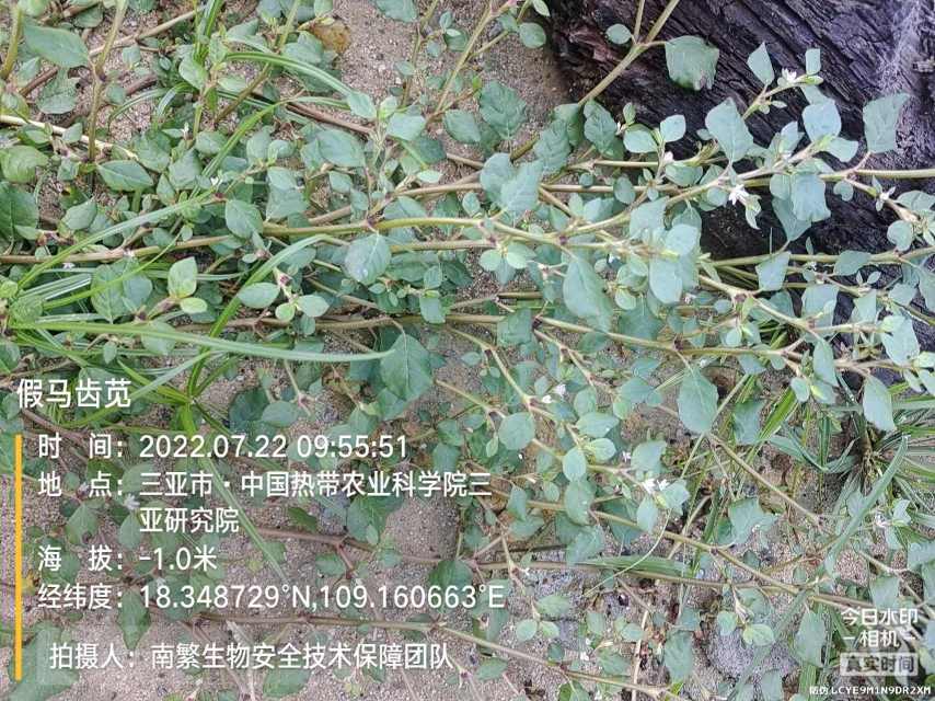 假马齿苋