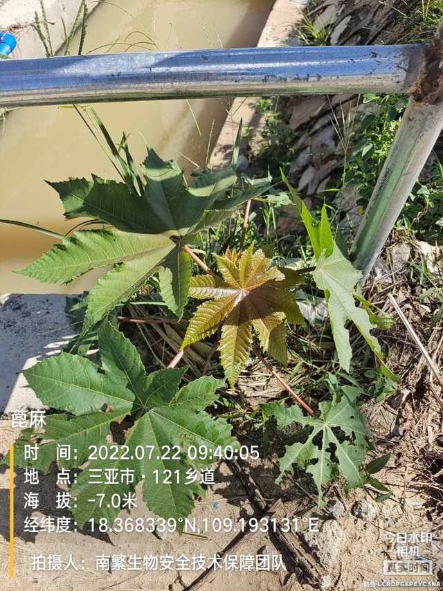 蓖麻