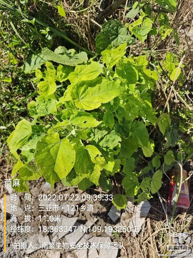 苘麻