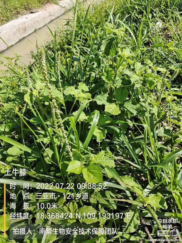 土牛膝