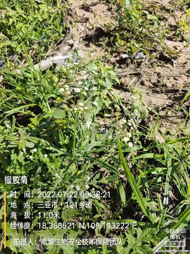 银胶菊