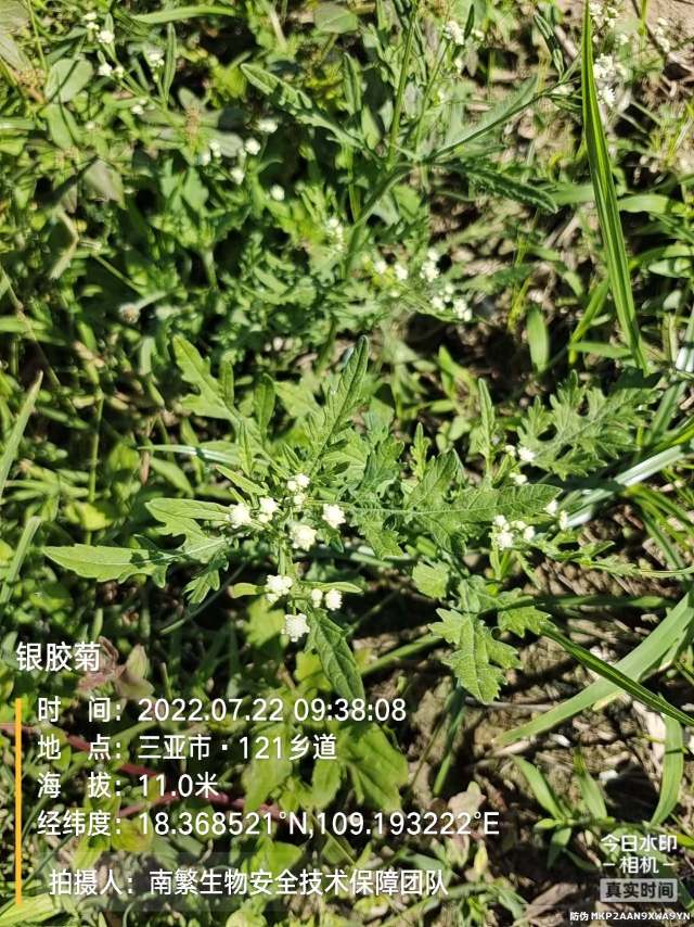 银胶菊