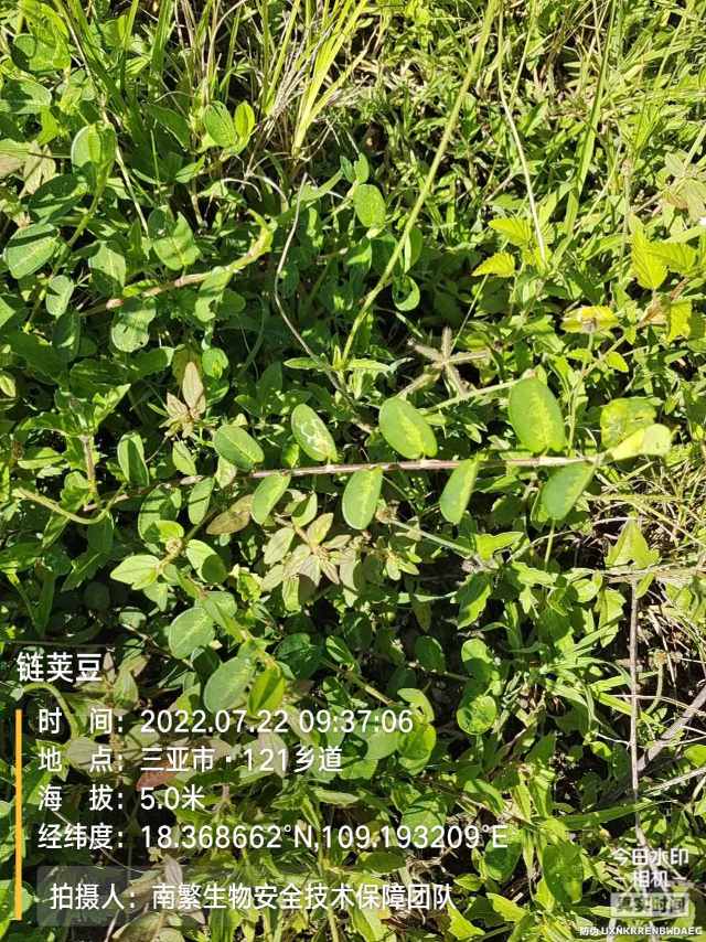 链荚豆