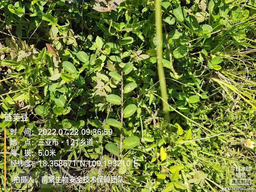 链荚豆