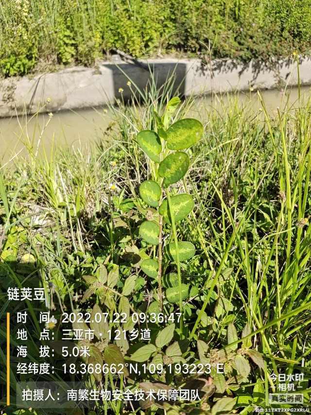 链荚豆