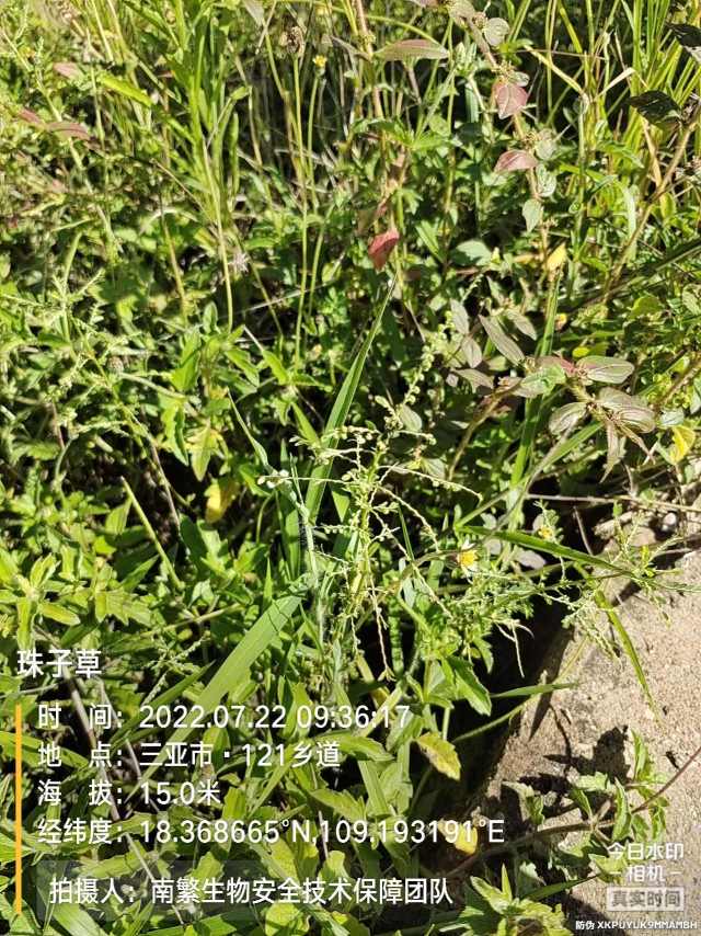 珠子草