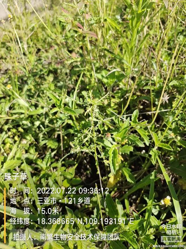 珠子草
