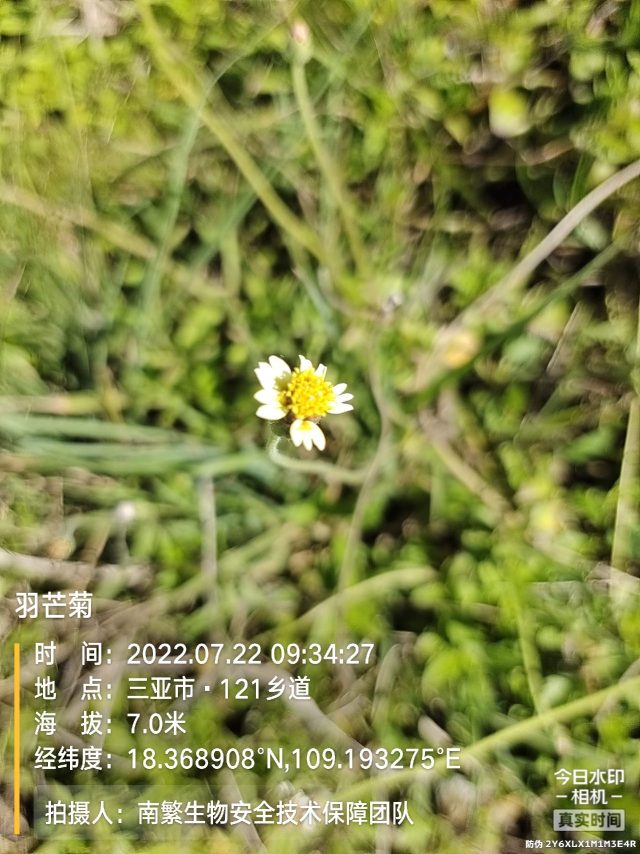 羽芒菊