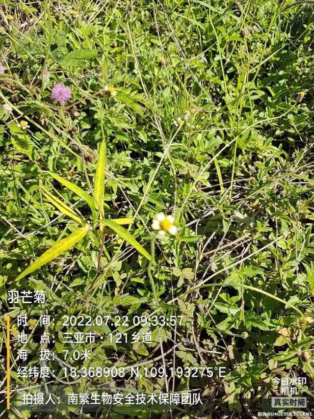 羽芒菊
