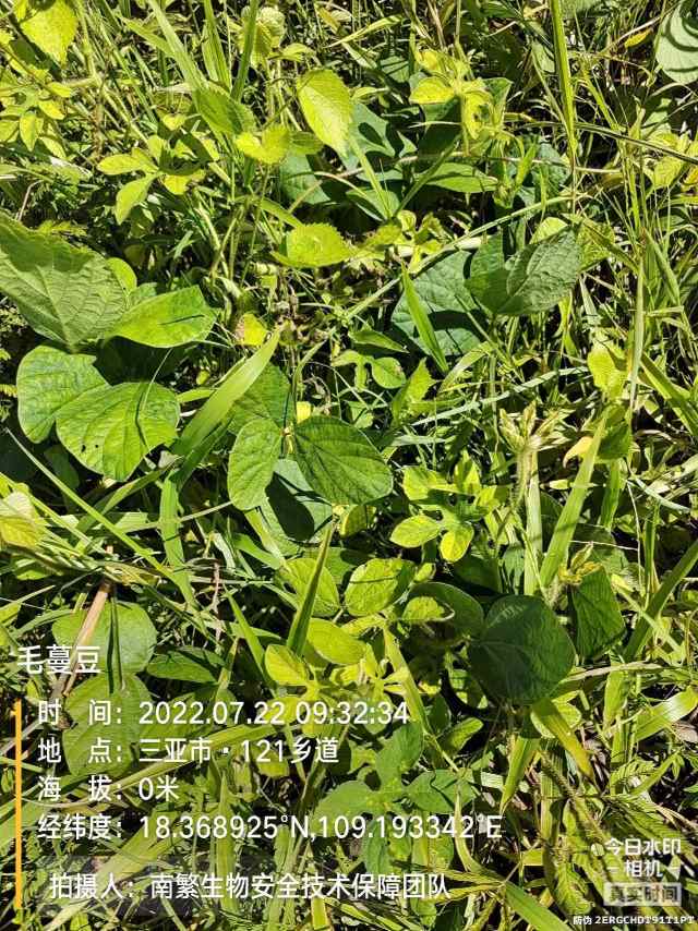 毛蔓豆