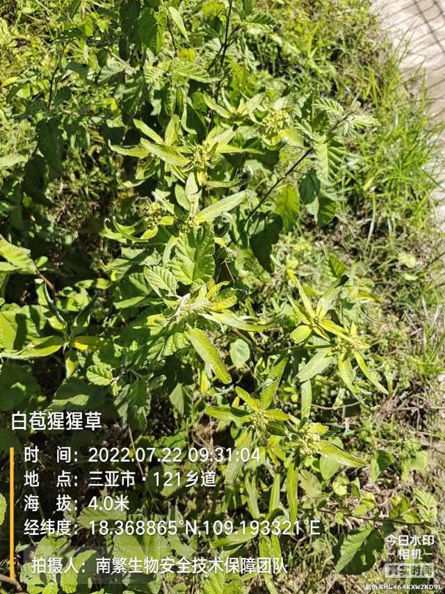 白苞猩猩草