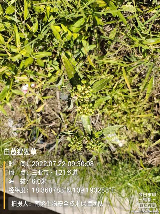 白苞猩猩草