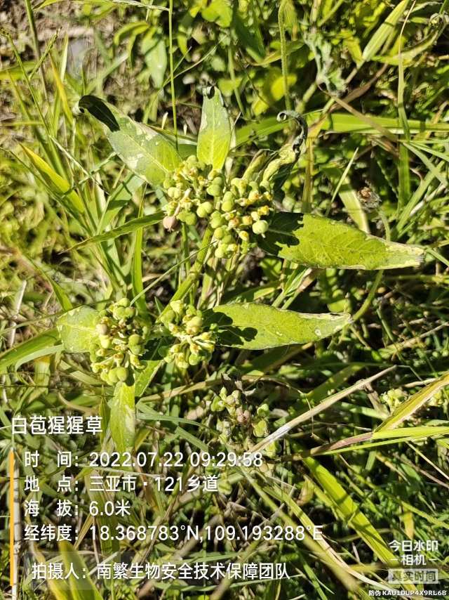 白苞猩猩草