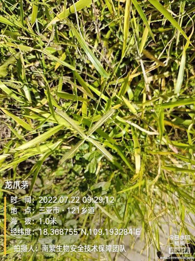 龙爪茅
