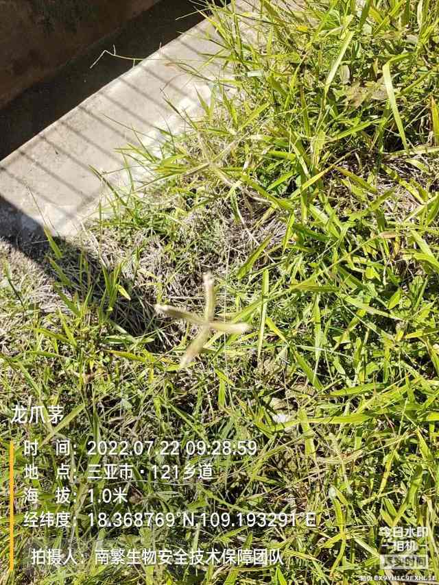龙爪茅