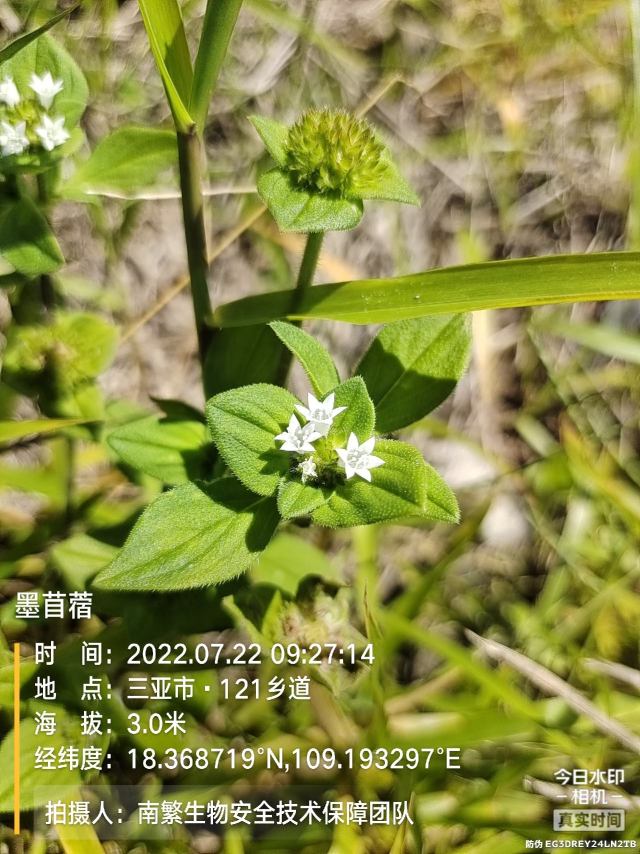 墨苜蓿
