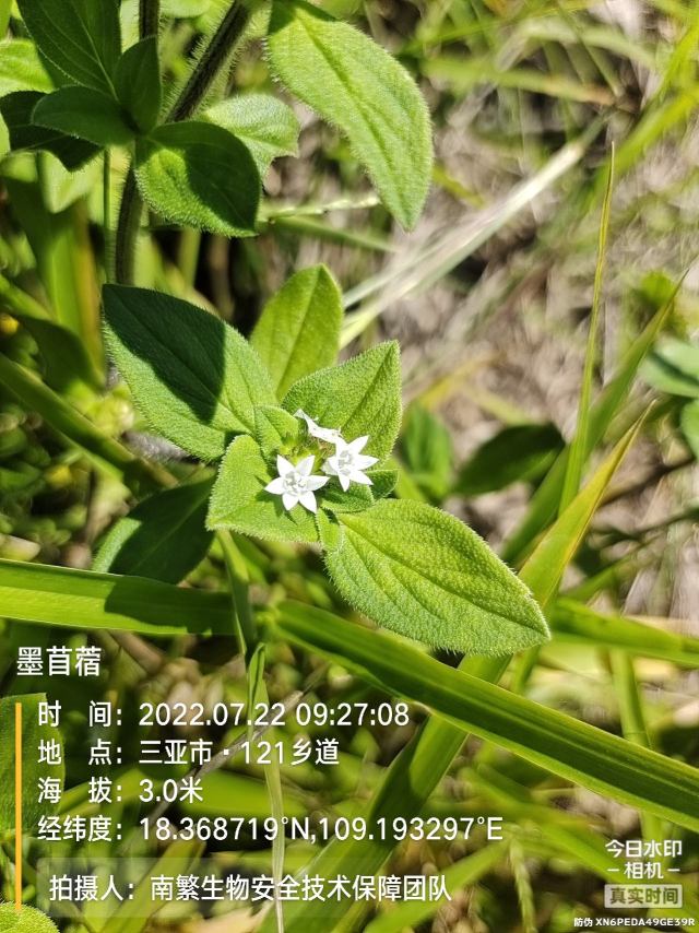 墨苜蓿