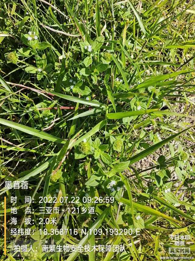 墨苜蓿