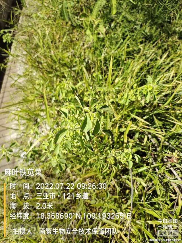 麻叶铁苋菜