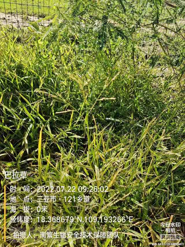 巴拉草