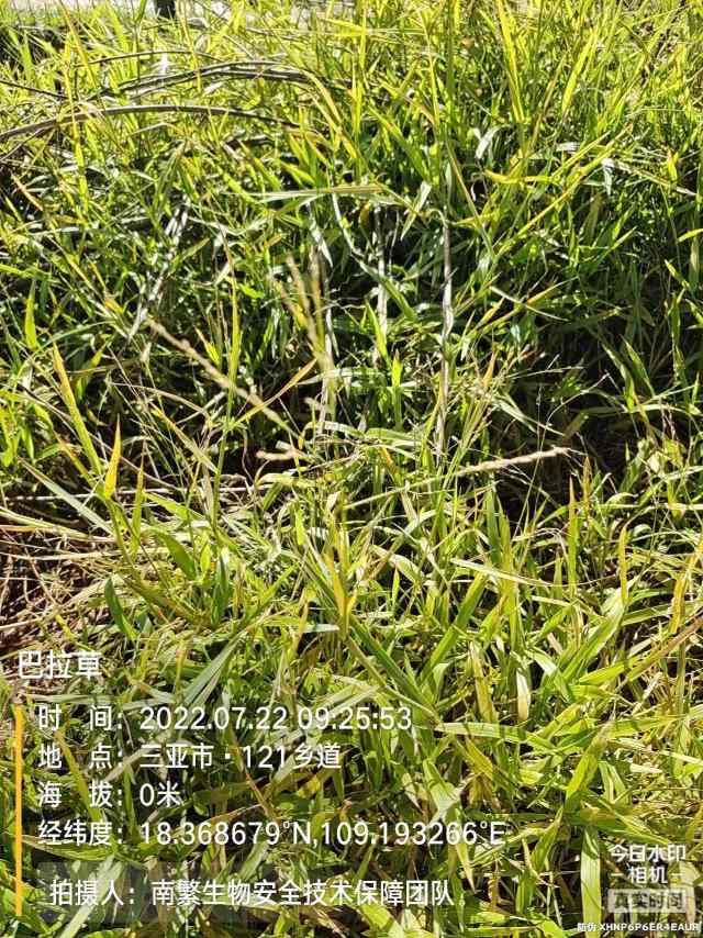 巴拉草