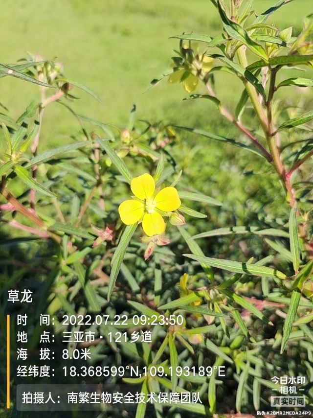 草龙